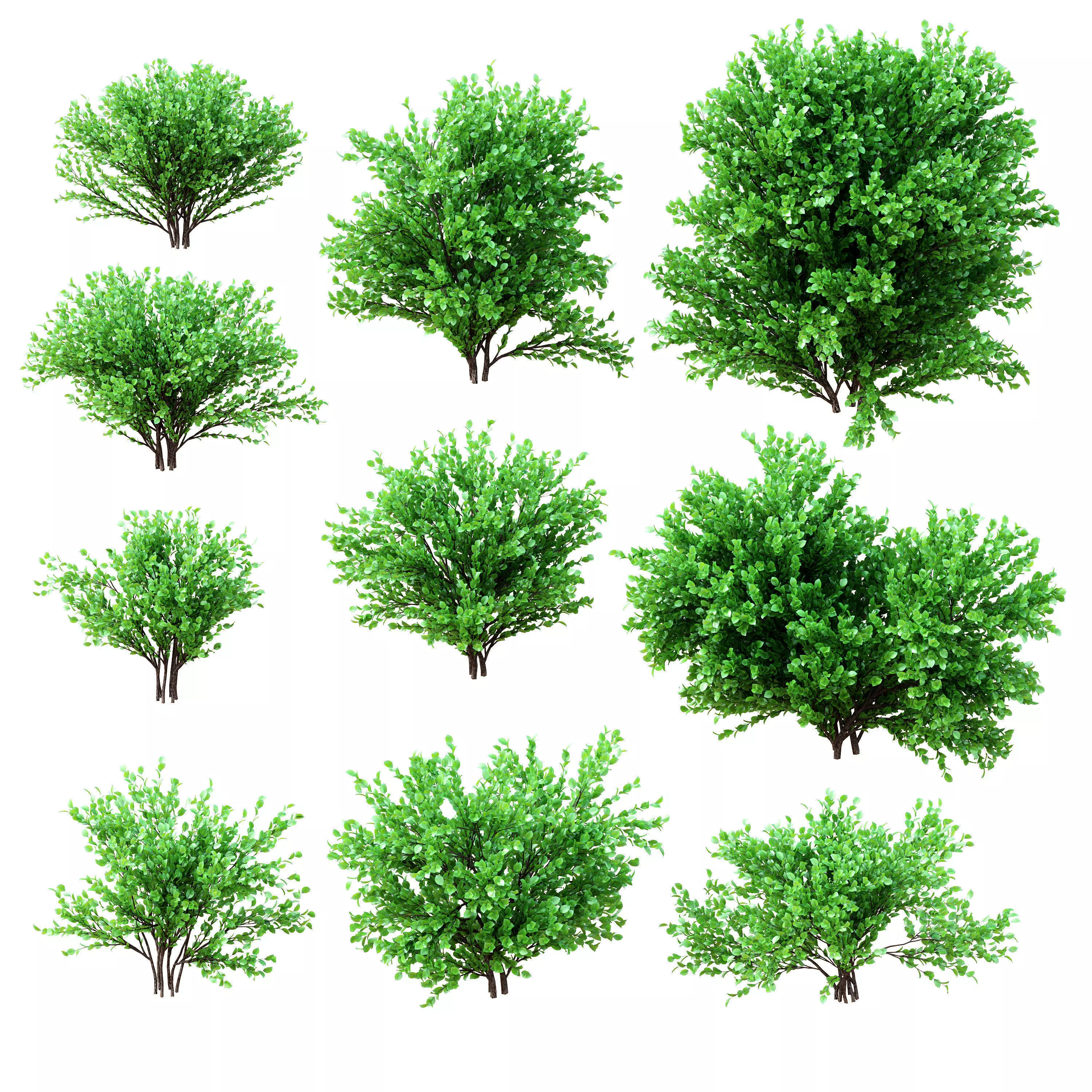 Set deciduous shrubs 10 species 3D model_0