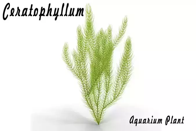 Ceratophyllum plant 3D model