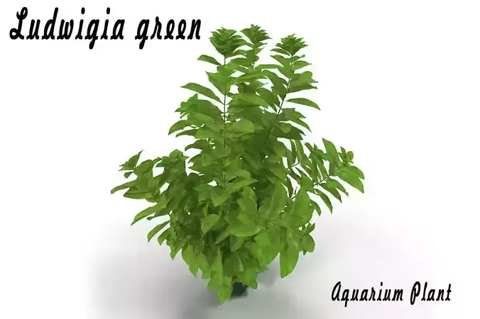 Ludwigia green