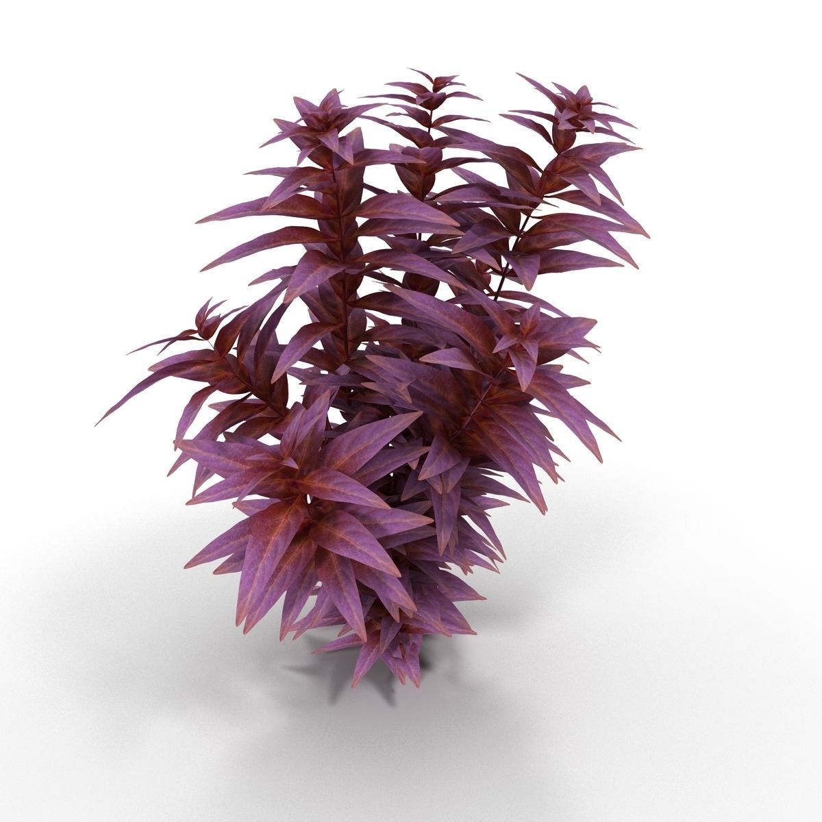 Ludwigia long 3D model_1