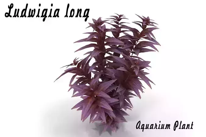 Ludwigia long