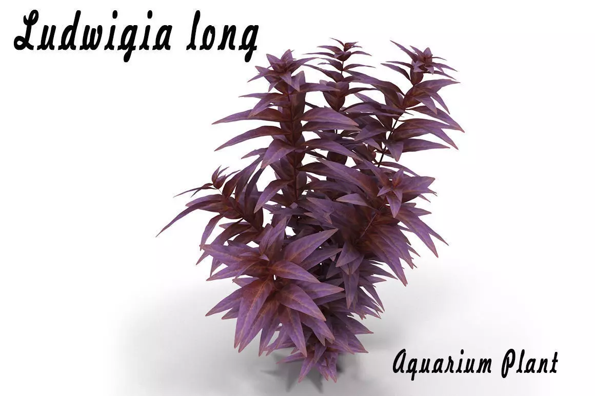 Ludwigia long 3D model_0