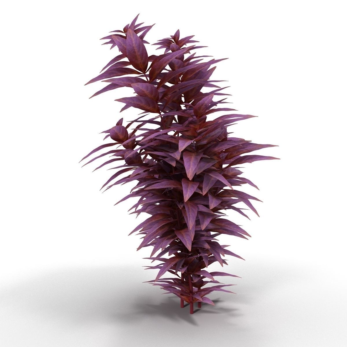 Ludwigia long 3D model_6