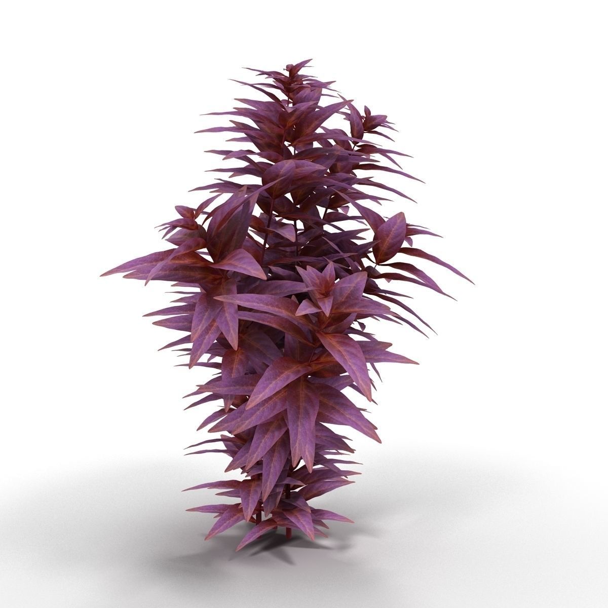 Ludwigia long 3D model_2