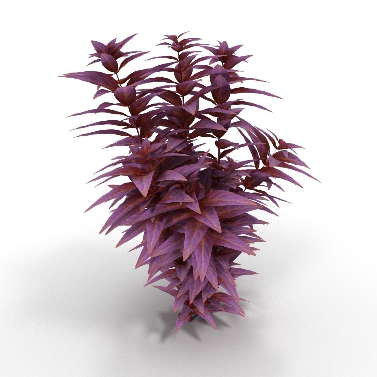 Ludwigia long 3D model_4