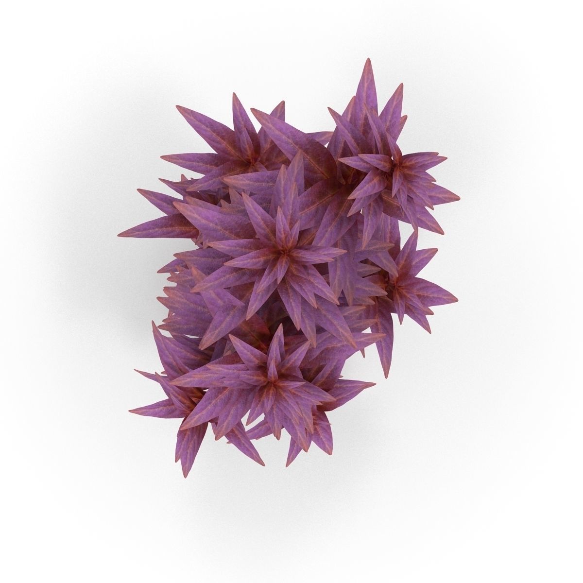 Ludwigia long 3D model_5