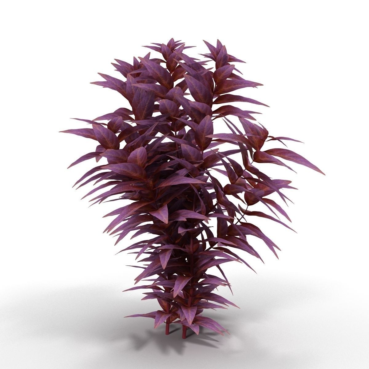 Ludwigia long 3D model_3
