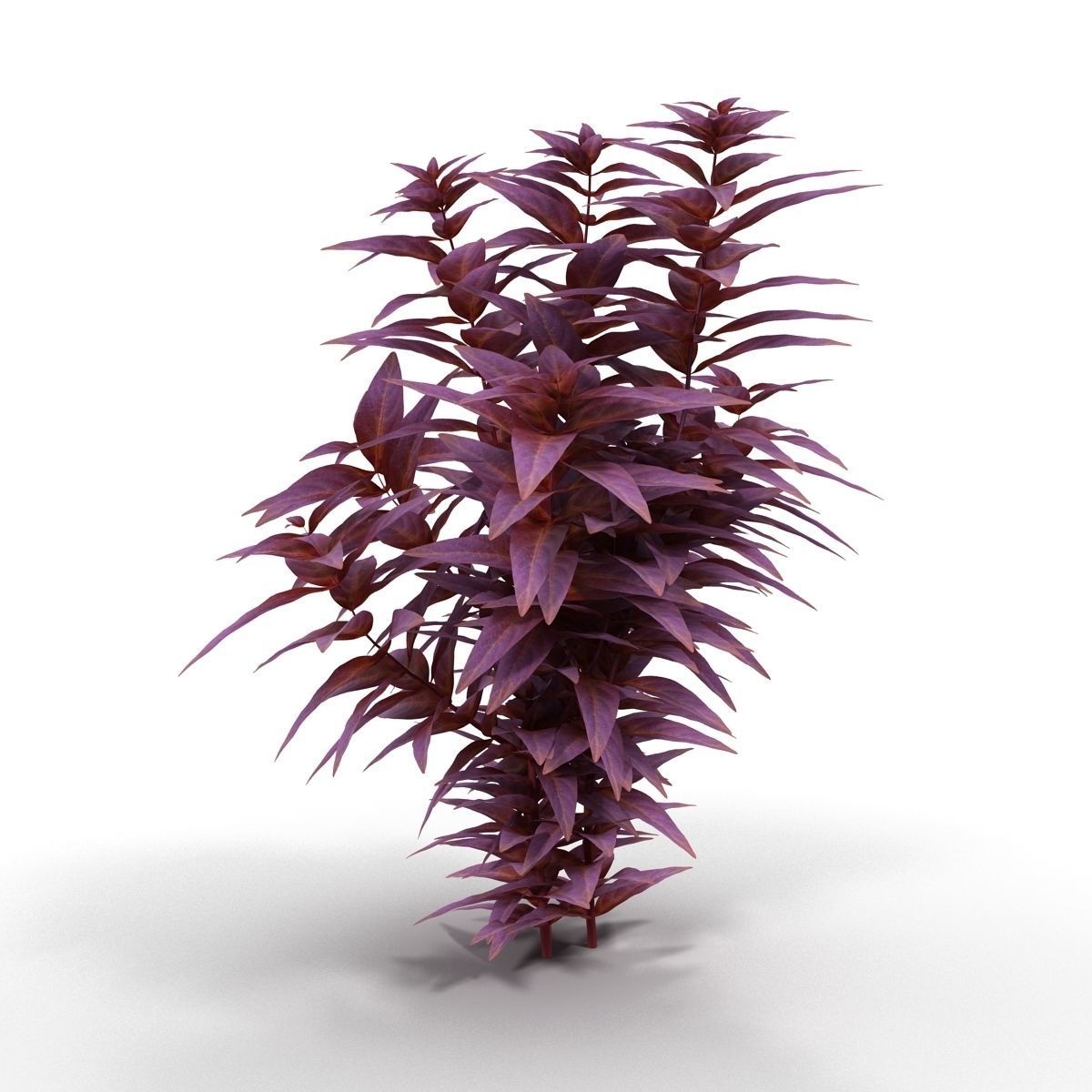 Ludwigia long 3D model_7