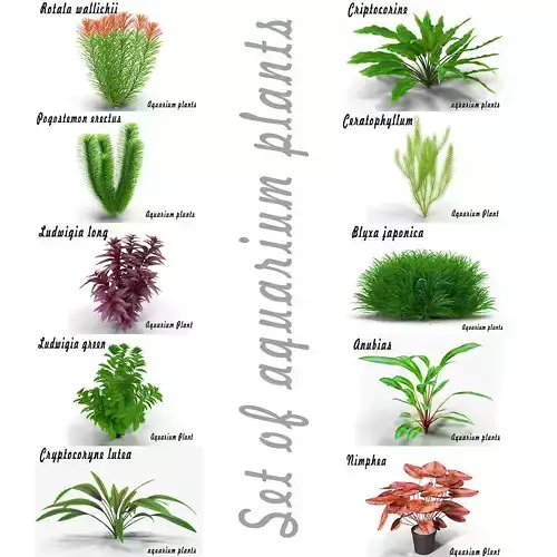 Set of aquarium plants 3D model