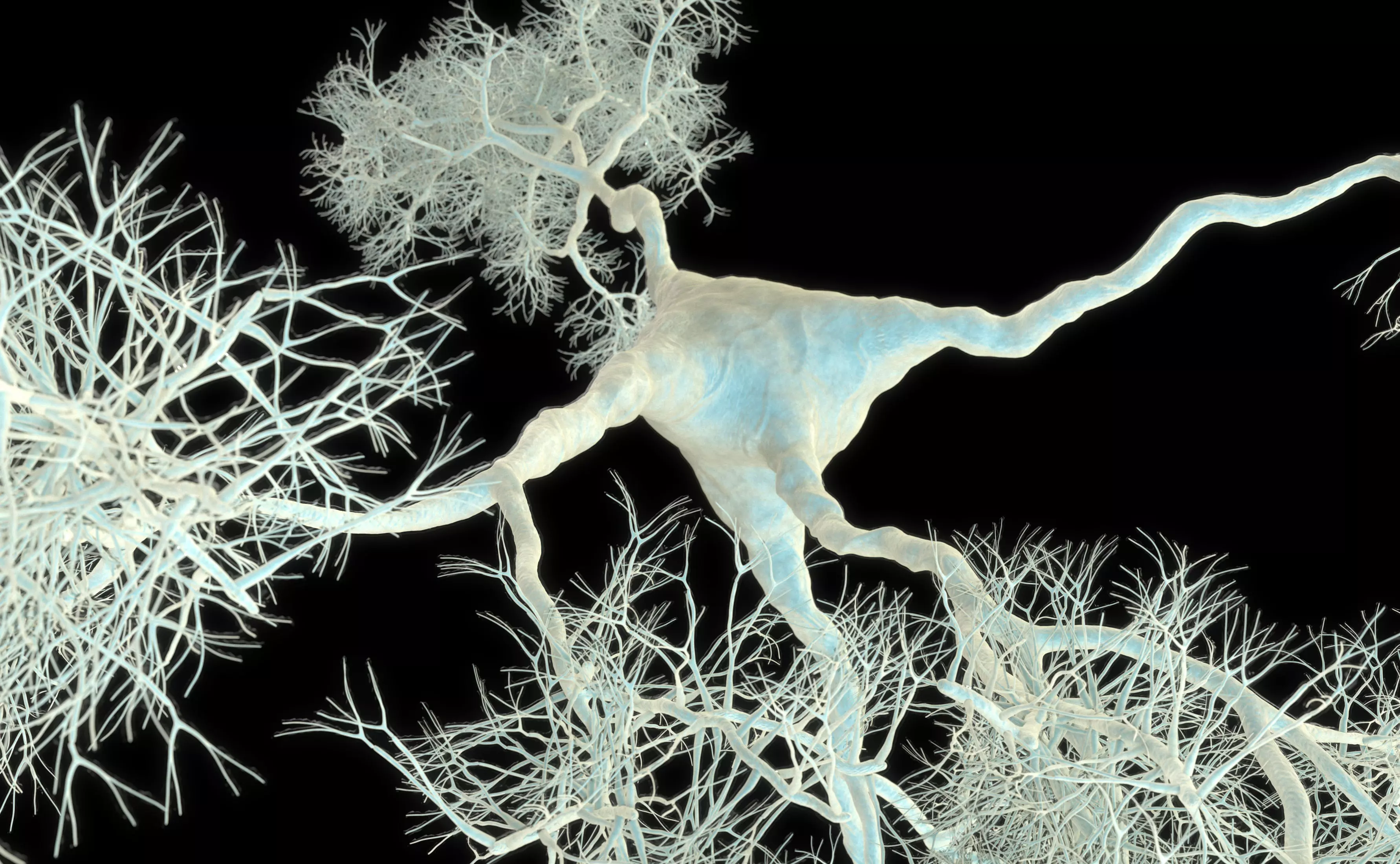 Neuron High Detail 3D model