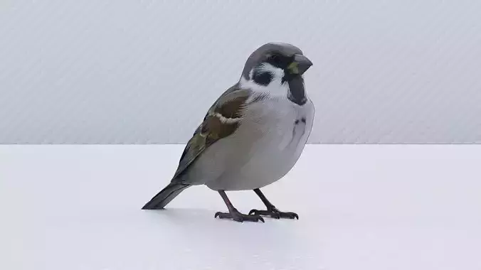 Sparrow