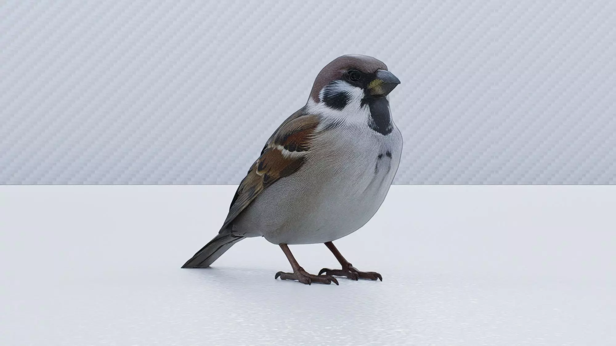 Sparrow Low-poly 3D model