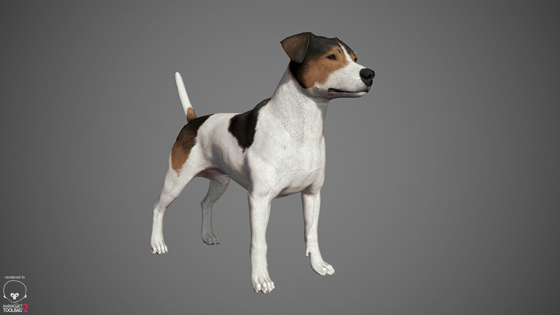 Companion Dog Pack Low-poly 3D model_14