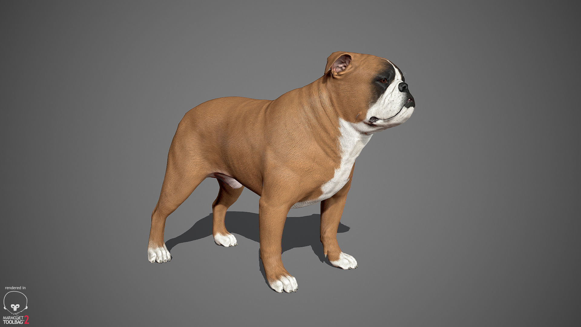 Companion Dog Pack Low-poly 3D model_19