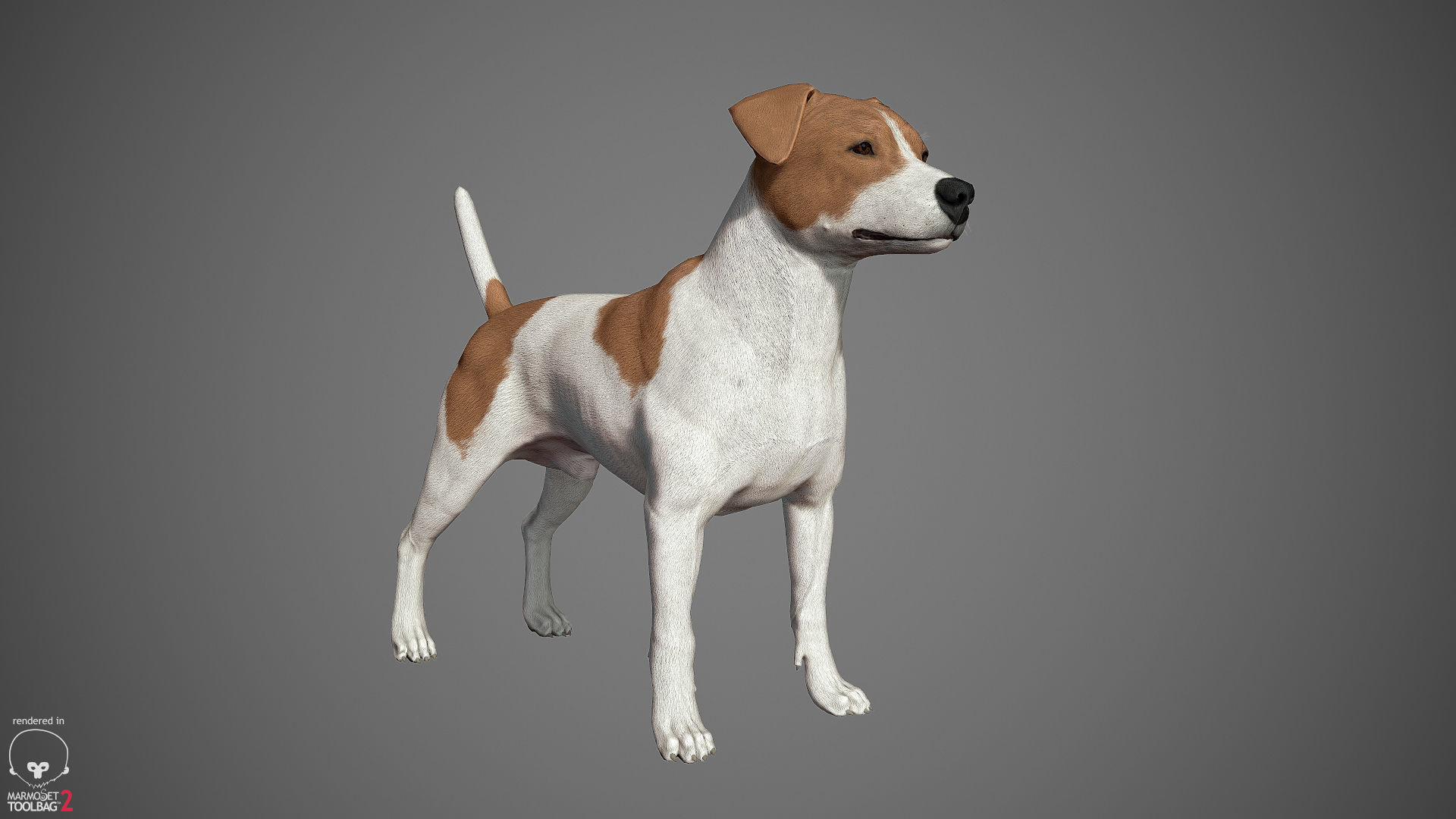 Companion Dog Pack Low-poly 3D model_16