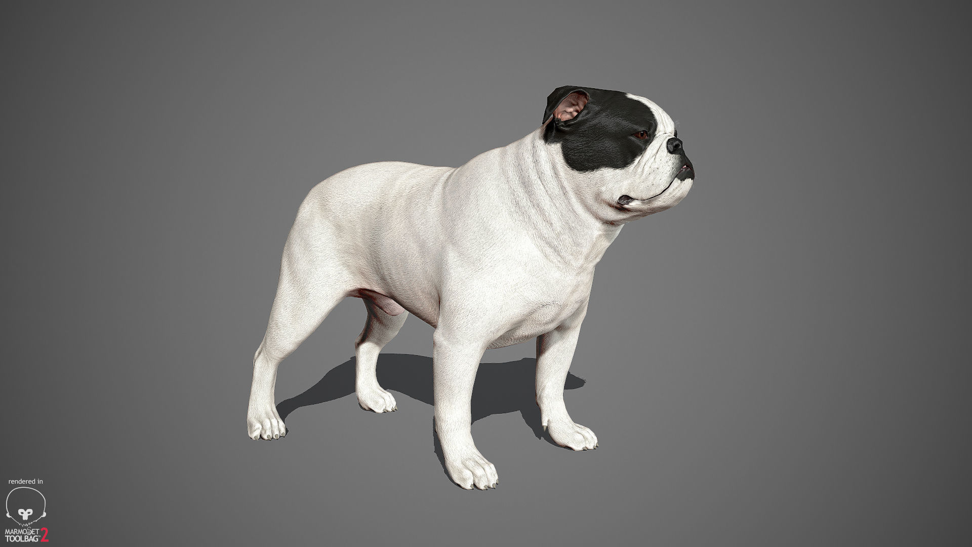 Companion Dog Pack Low-poly 3D model_18