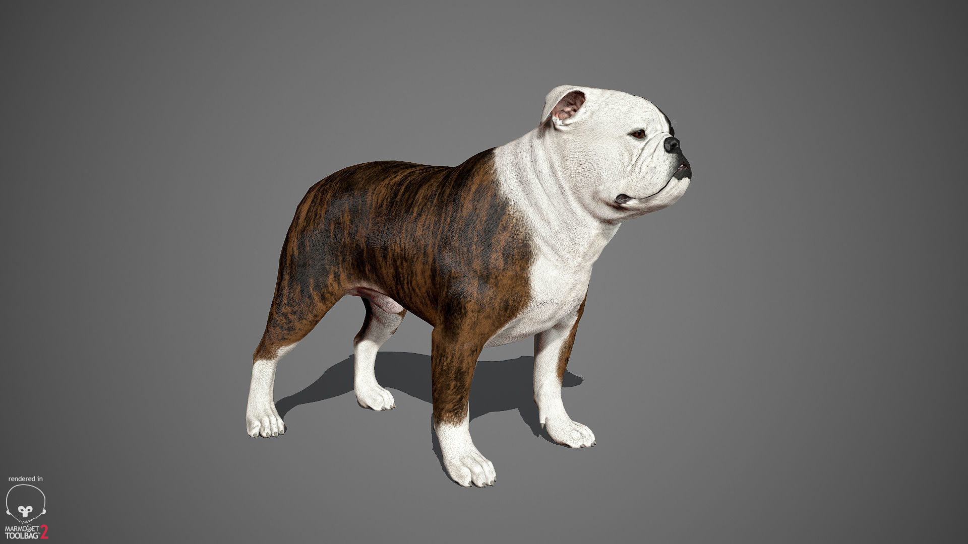 Companion Dog Pack Low-poly 3D model_20