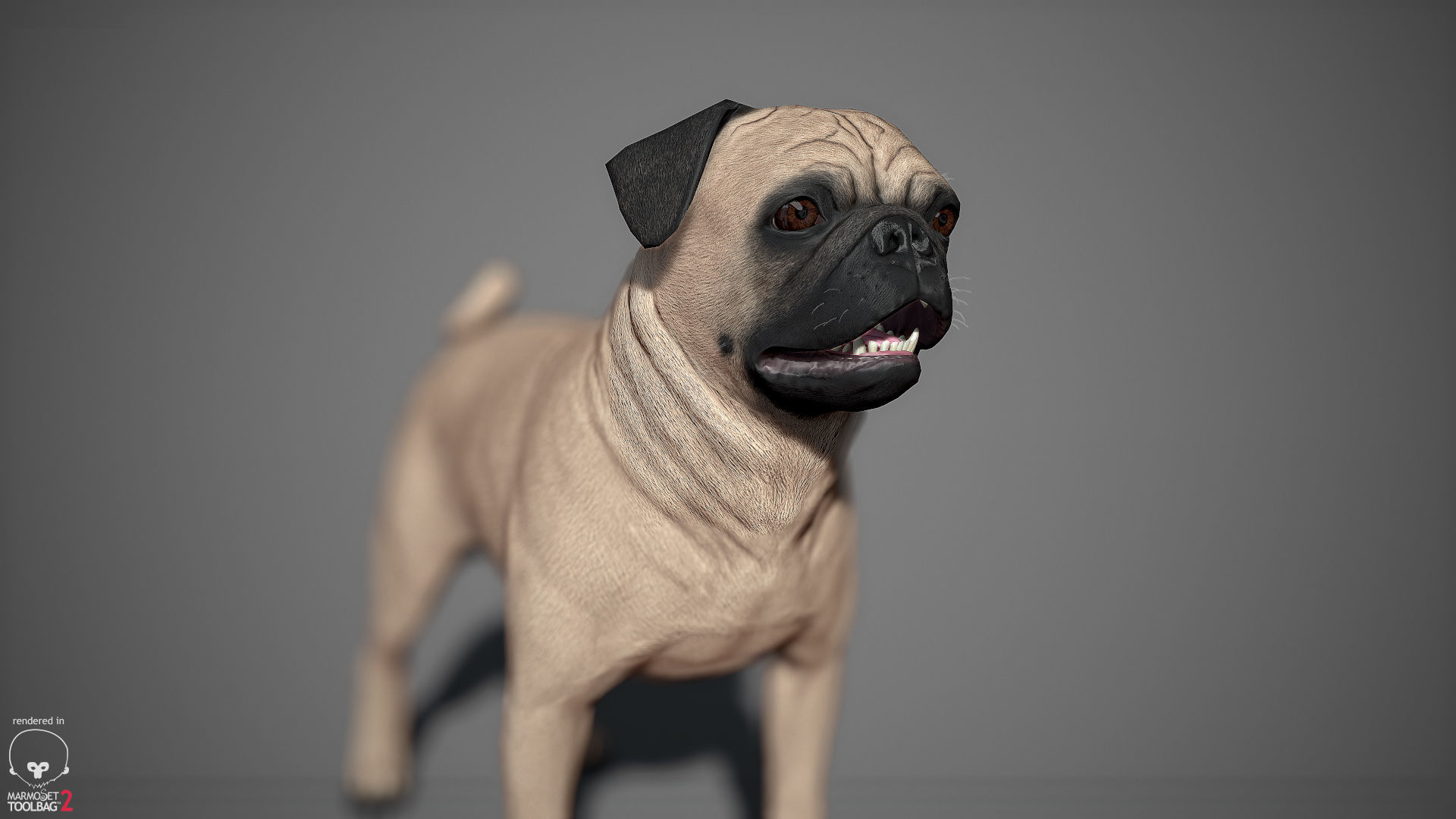 Companion Dog Pack Low-poly 3D model_22