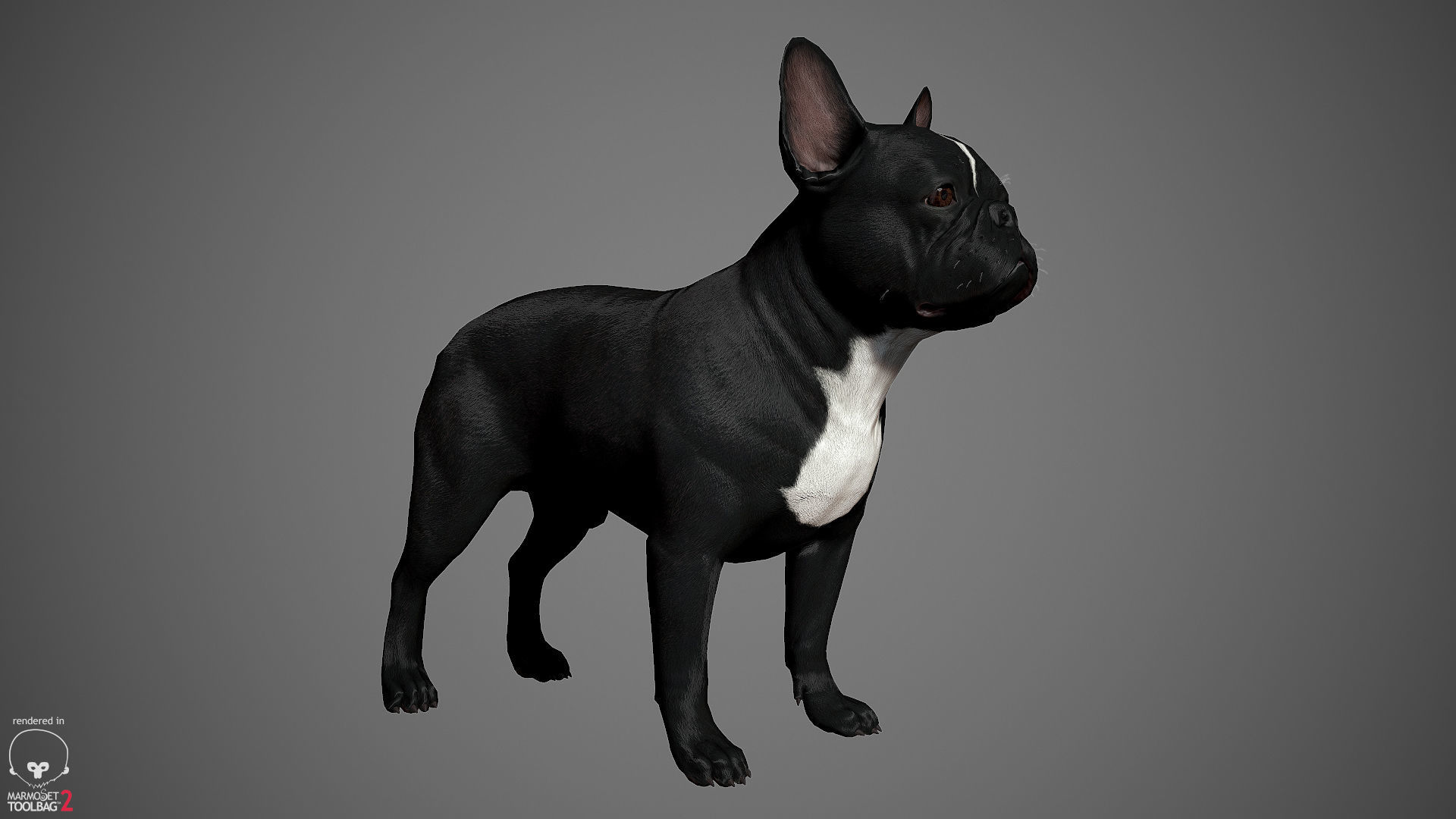 Companion Dog Pack Low-poly 3D model_11