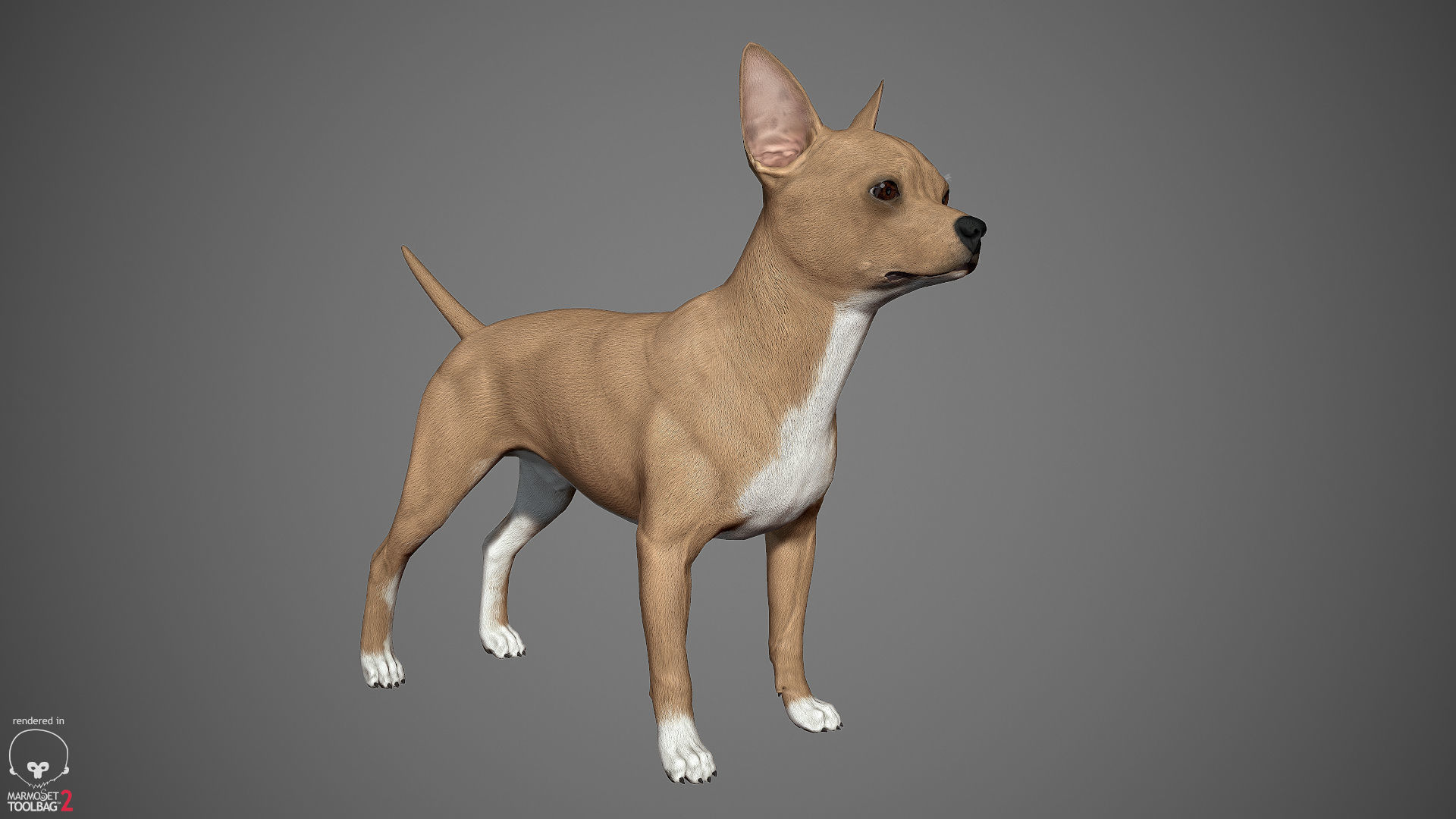 Companion Dog Pack Low-poly 3D model_3
