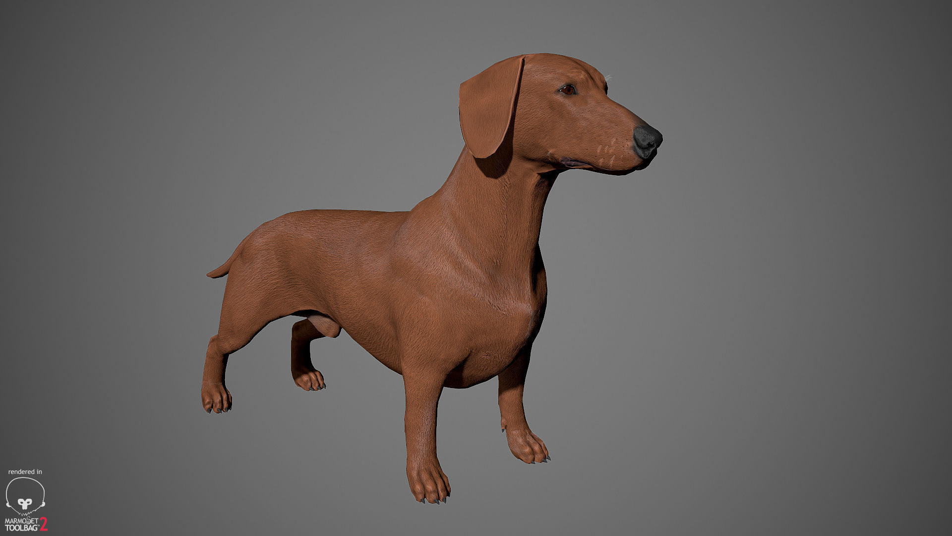 Companion Dog Pack Low-poly 3D model_13