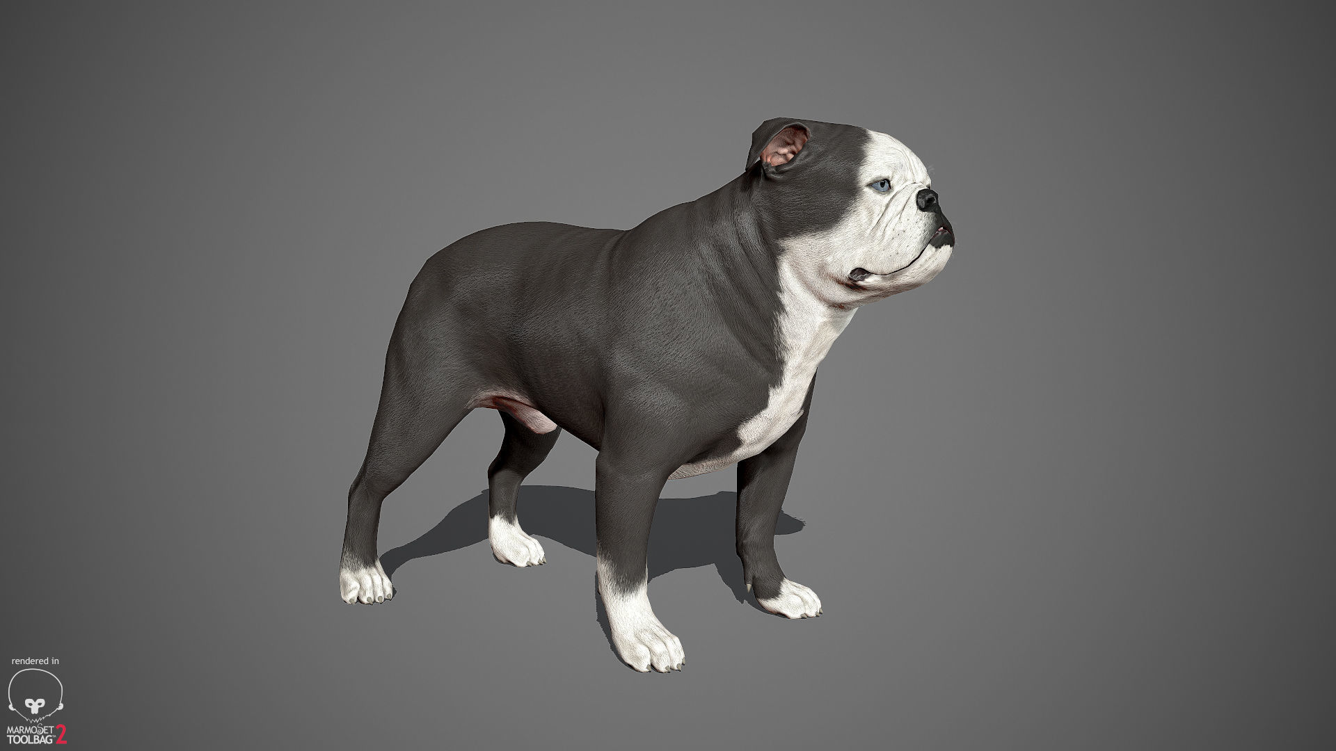 Companion Dog Pack Low-poly 3D model_17