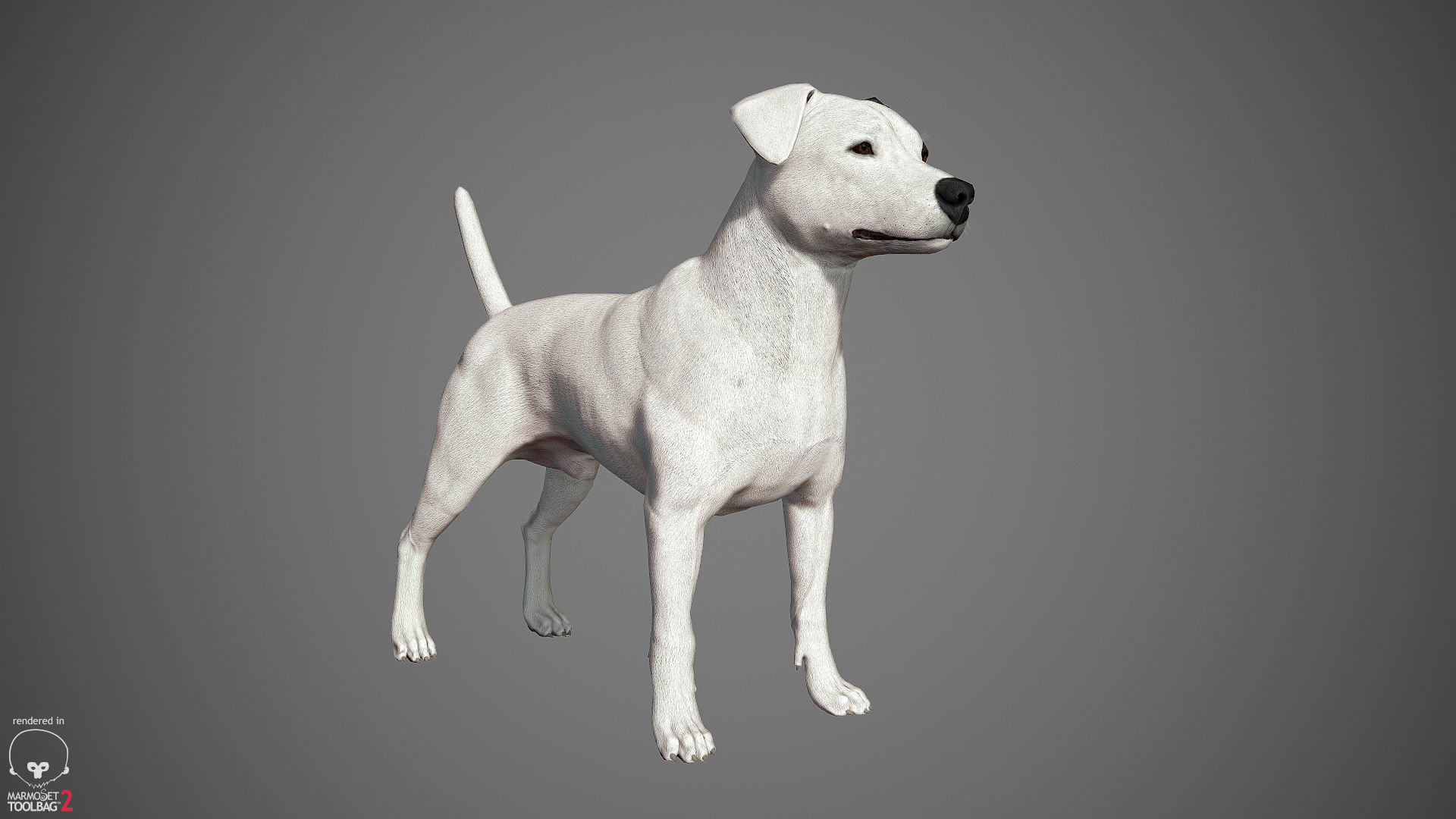 Companion Dog Pack Low-poly 3D model_15
