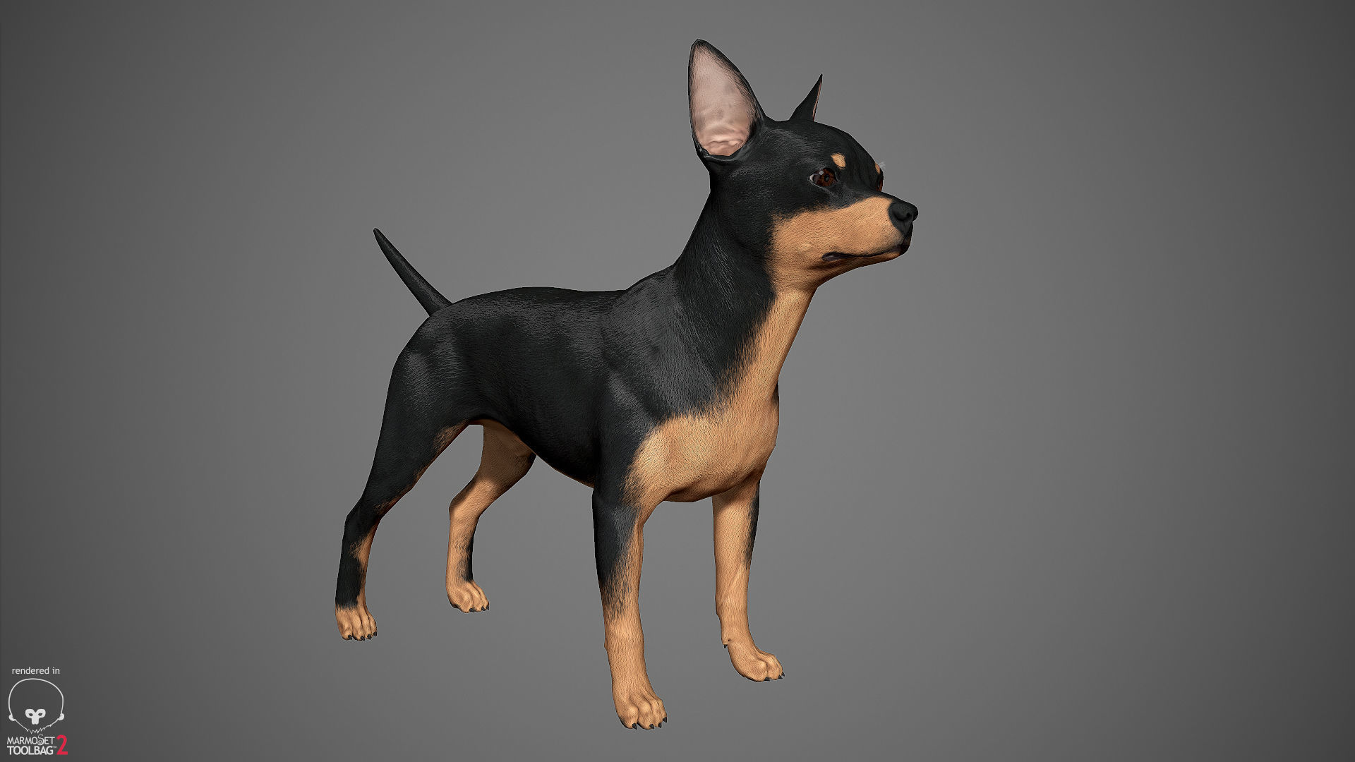 Companion Dog Pack Low-poly 3D model_4