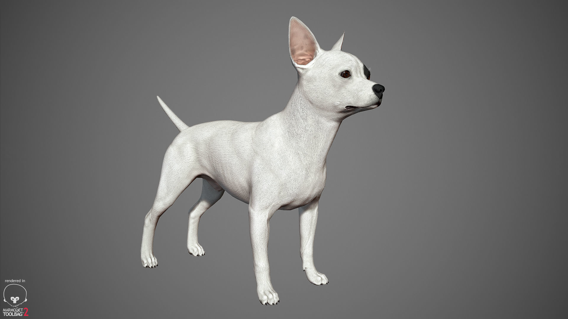Companion Dog Pack Low-poly 3D model_5