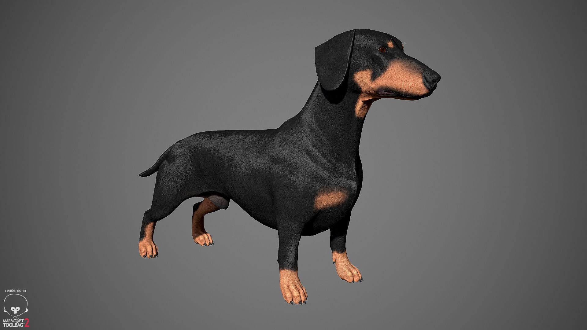 Companion Dog Pack Low-poly 3D model_12