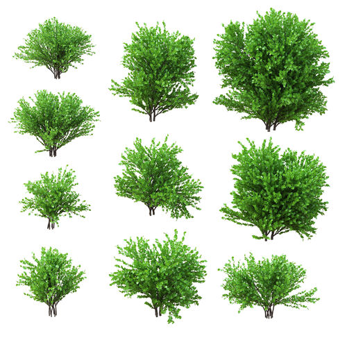 Set deciduous shrubs 10 species v2 3D model