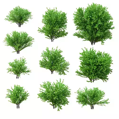 Set deciduous shrubs 10 species v2 3D model