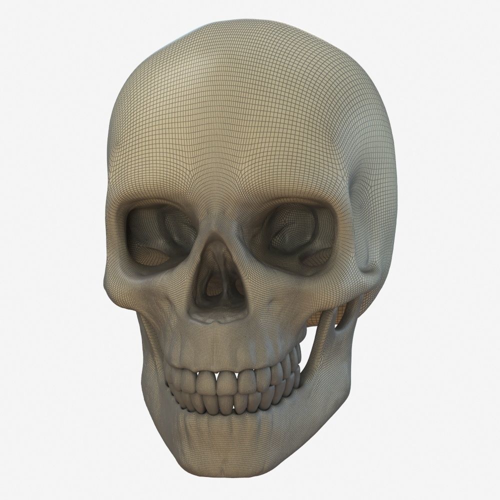 skull low poly and high poly pbr Low-poly 3D model_11