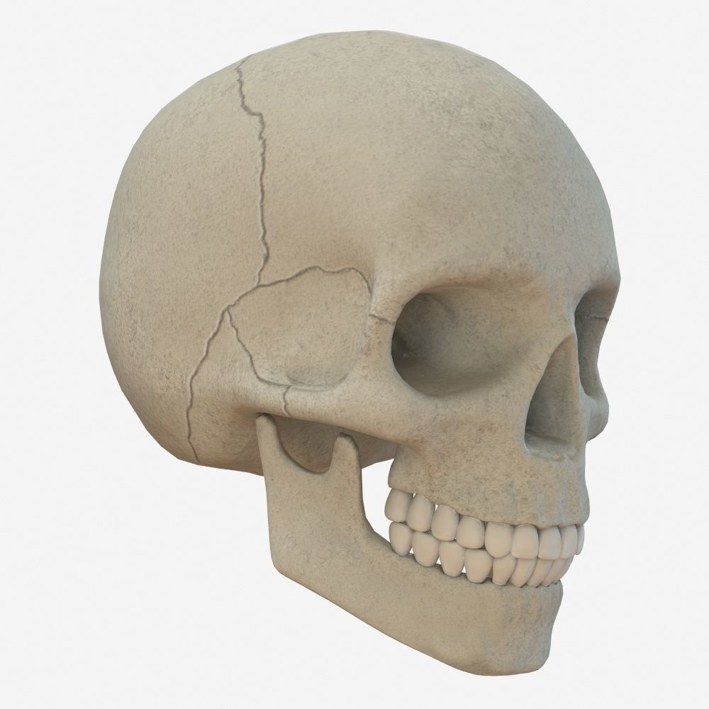 skull low poly and high poly pbr Low-poly 3D model_2