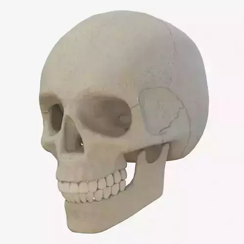skull low poly and high poly pbr Low-poly 3D model