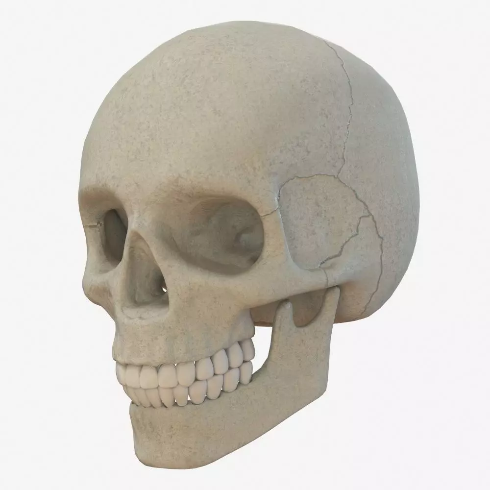 skull low poly and high poly pbr Low-poly 3D model_0