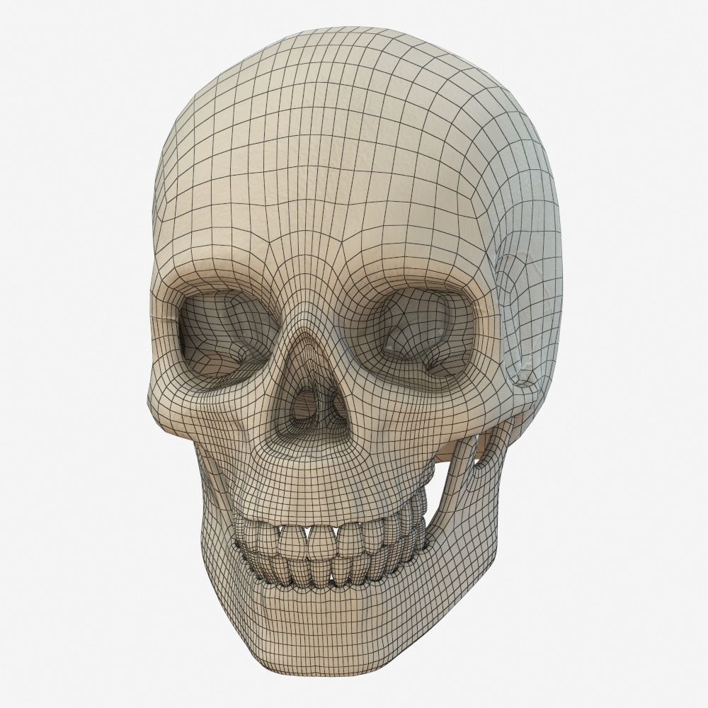 skull low poly and high poly pbr Low-poly 3D model_9