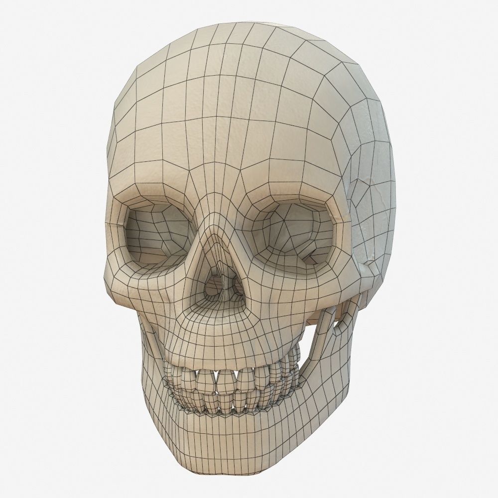 skull low poly and high poly pbr Low-poly 3D model_7