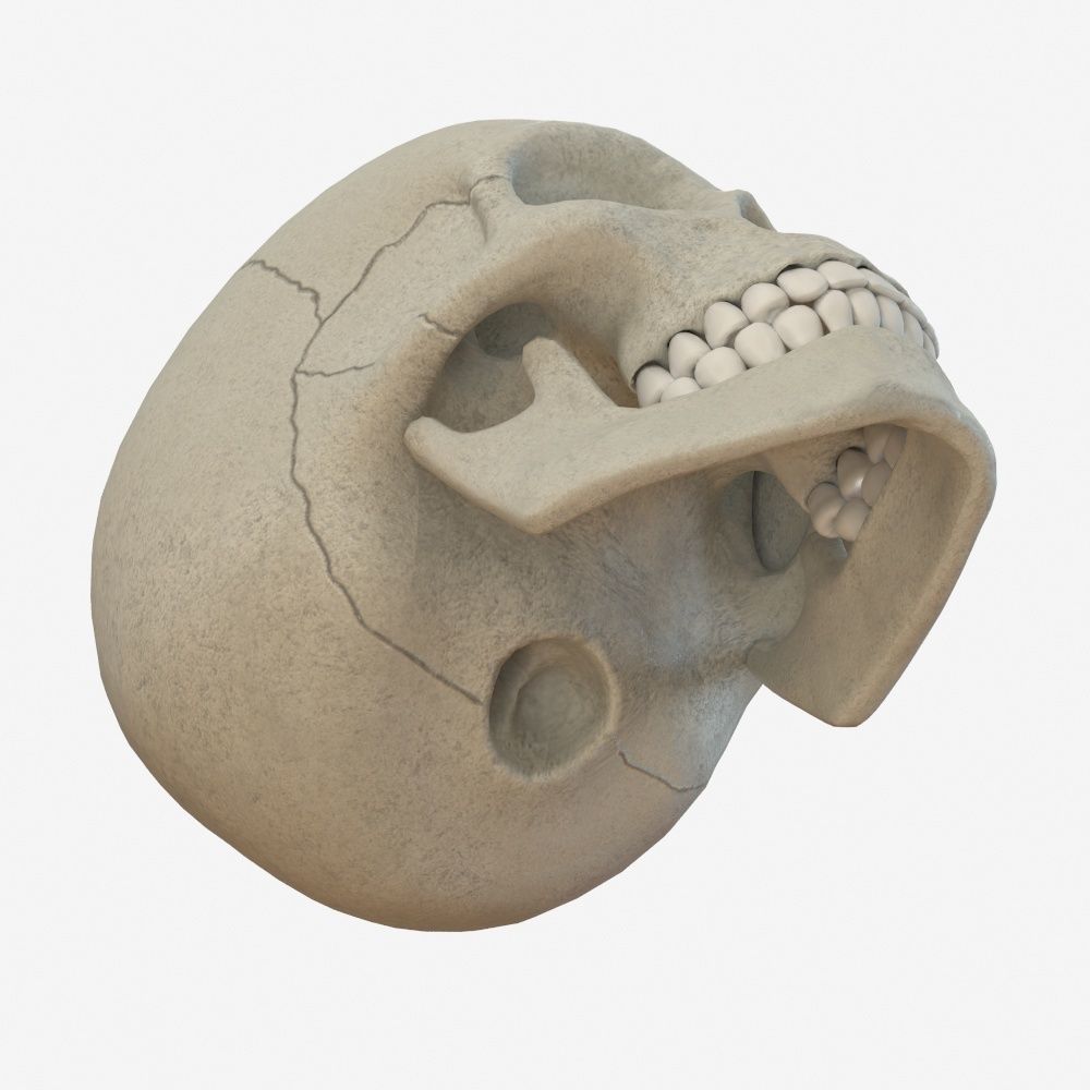 skull low poly and high poly pbr Low-poly 3D model_6