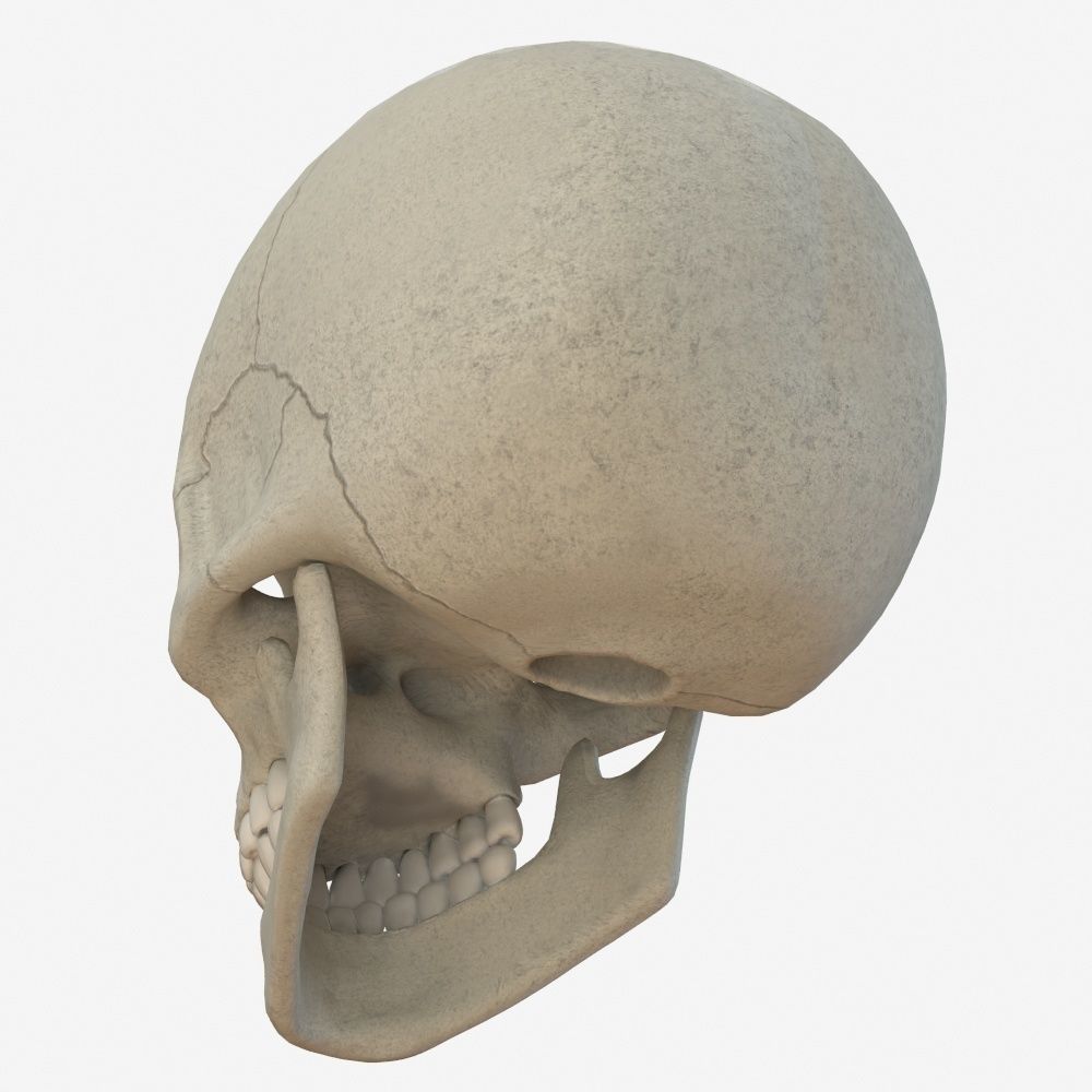 skull low poly and high poly pbr Low-poly 3D model_5
