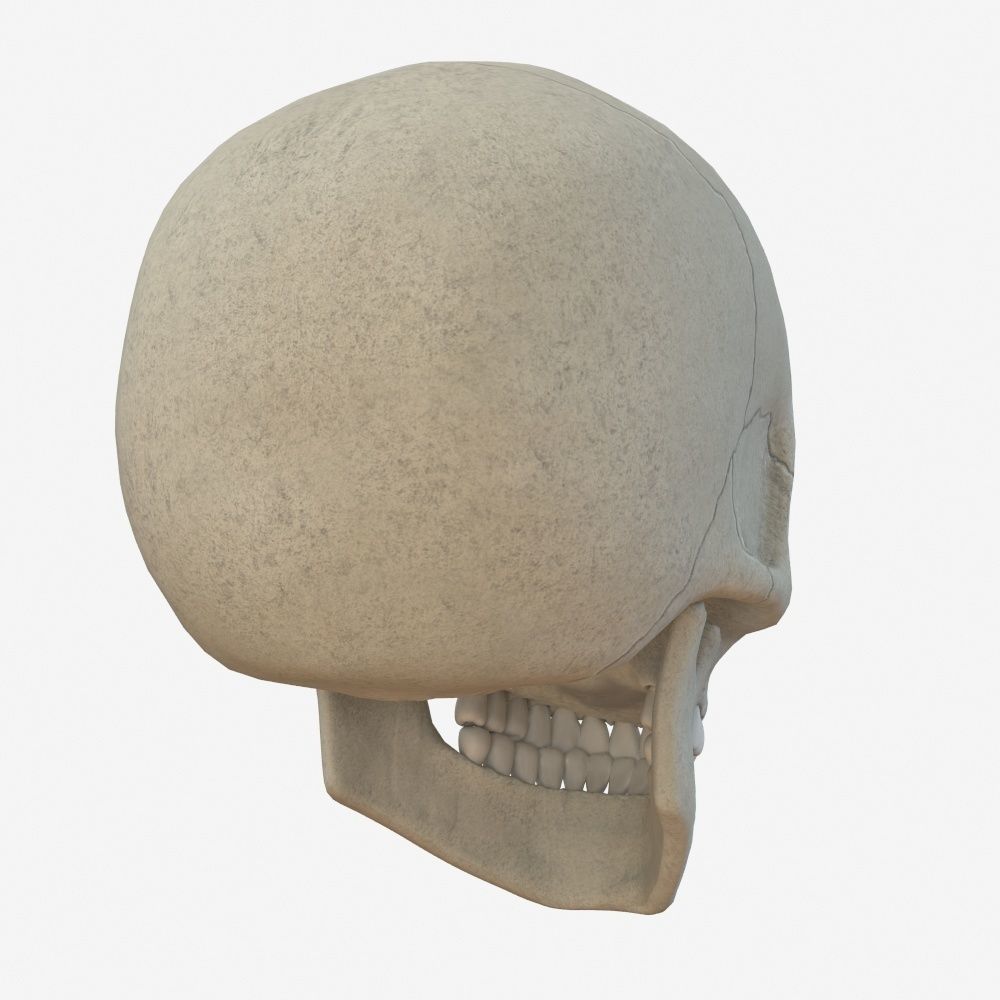 skull low poly and high poly pbr Low-poly 3D model_4