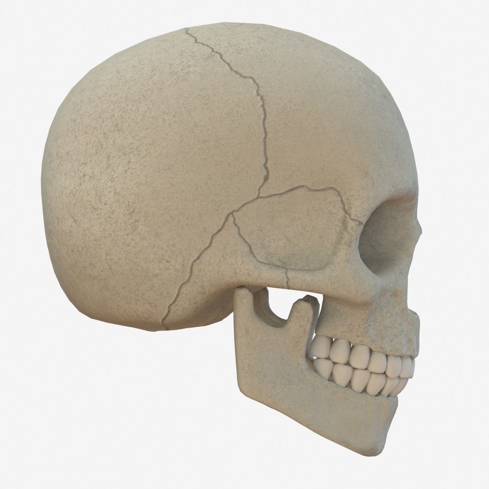 skull low poly and high poly pbr Low-poly 3D model_3
