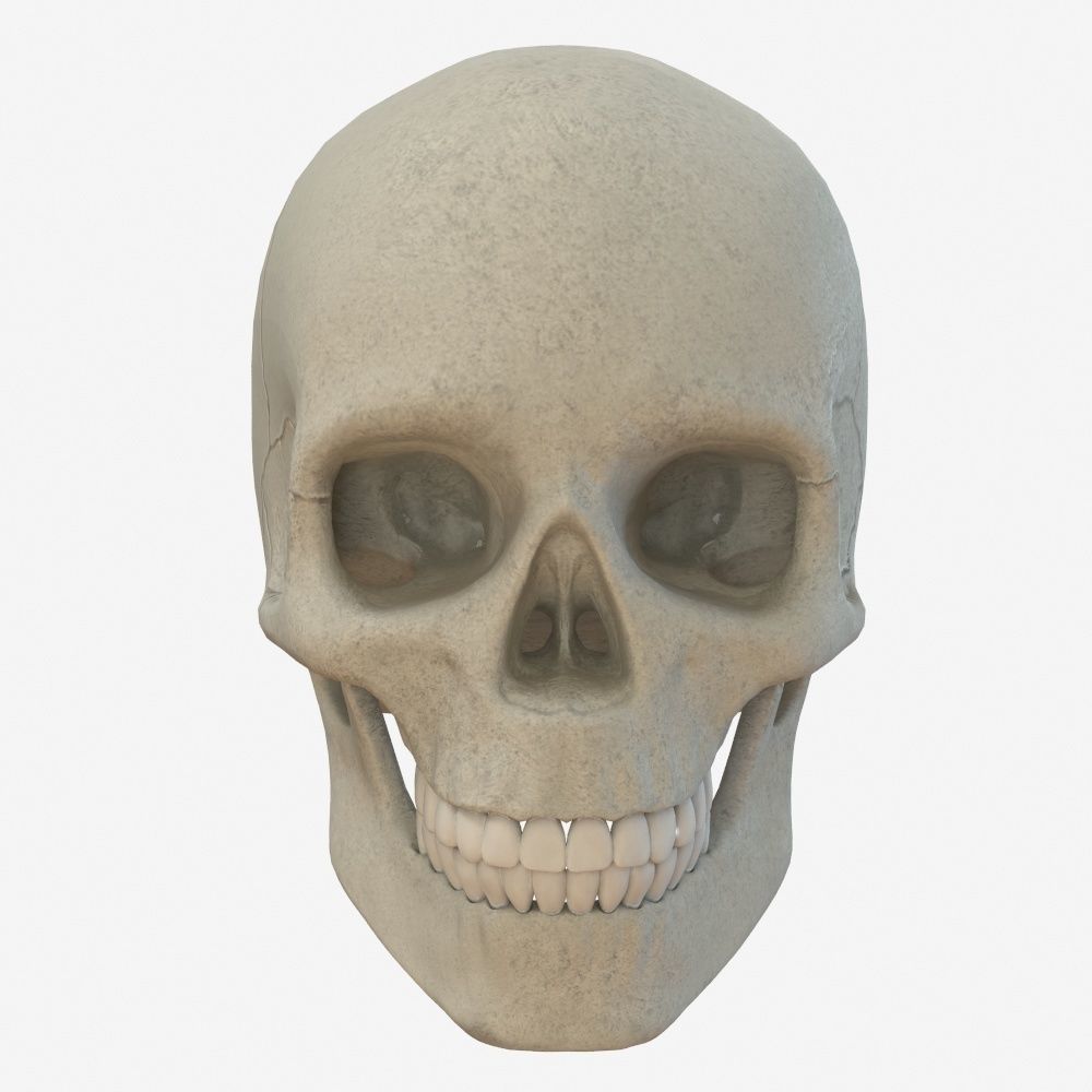 skull low poly and high poly pbr Low-poly 3D model_1