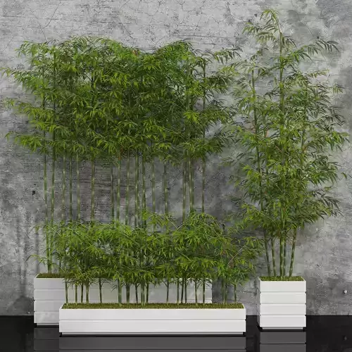 Plants collection 06 Bamboo 3D model