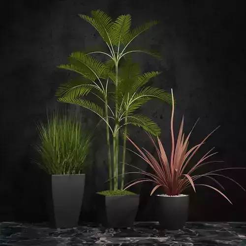 Room plants