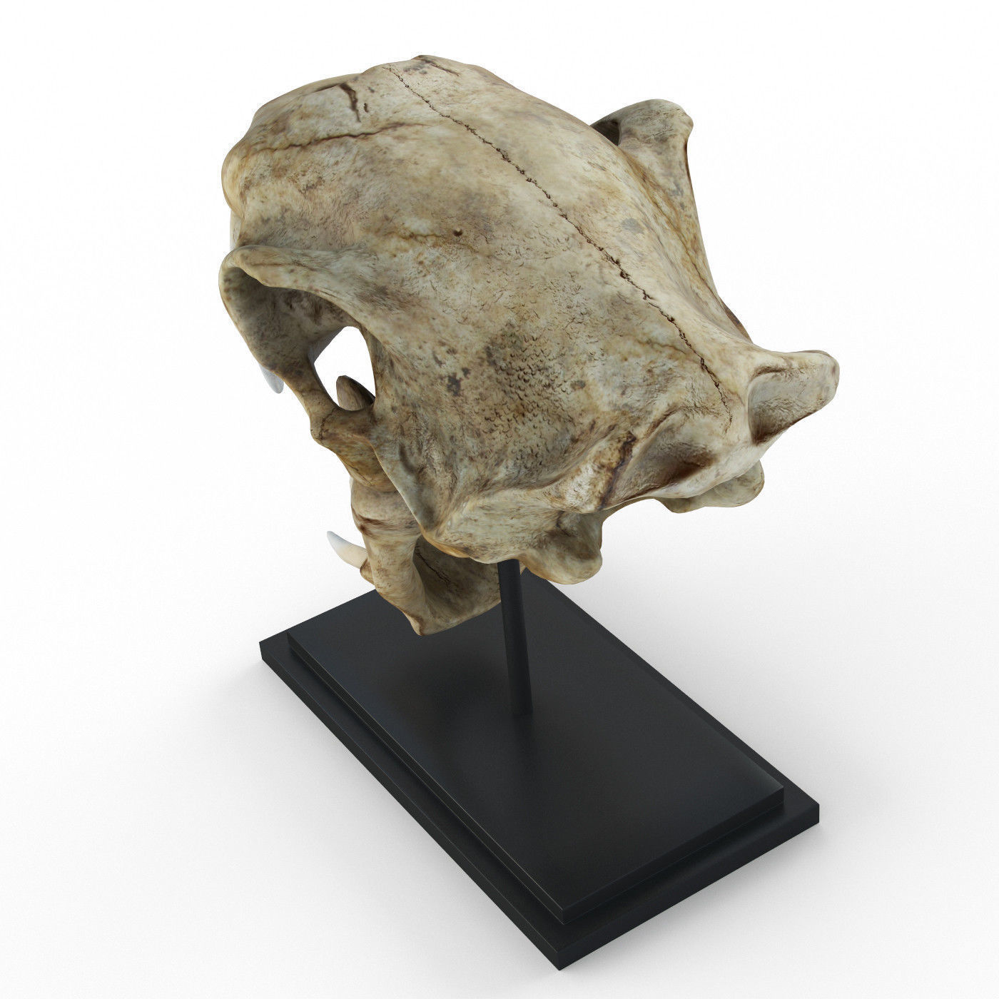 Saber tooth tiger skull Low-poly 3D model_2