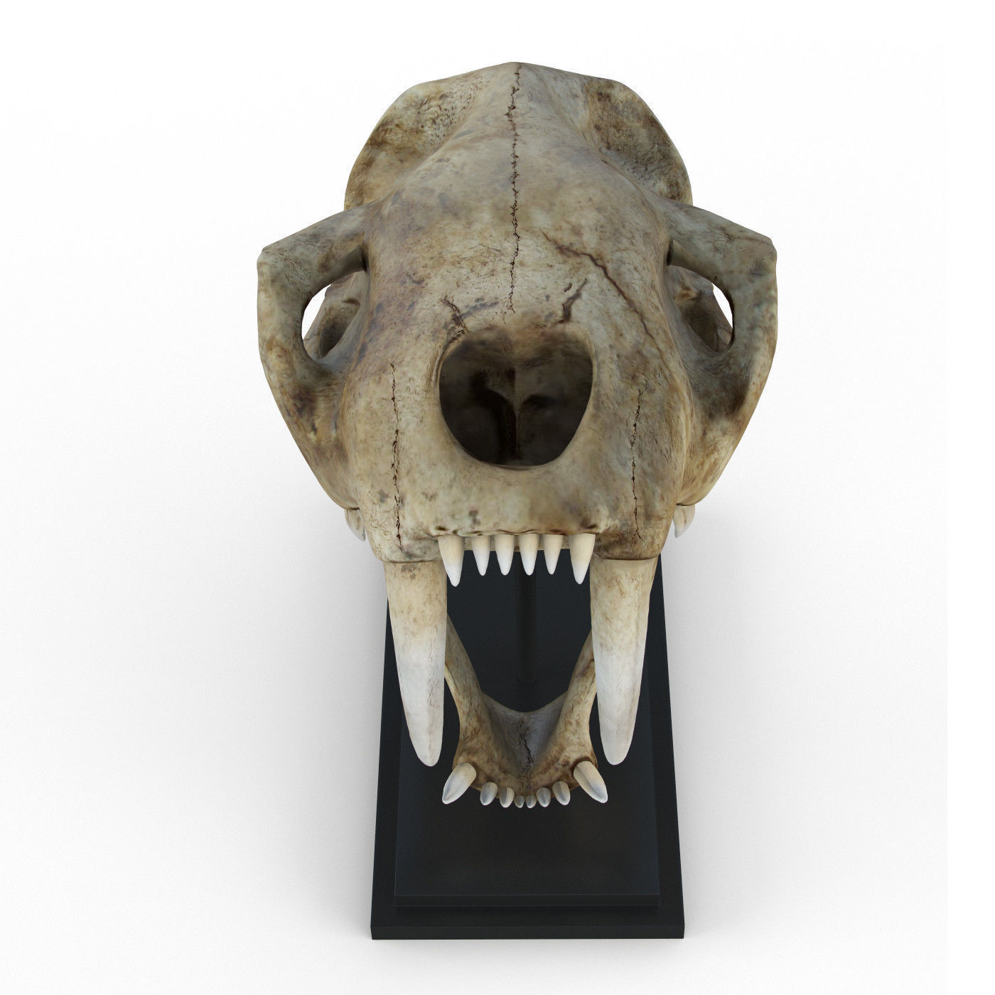 Saber tooth tiger skull Low-poly 3D model_1