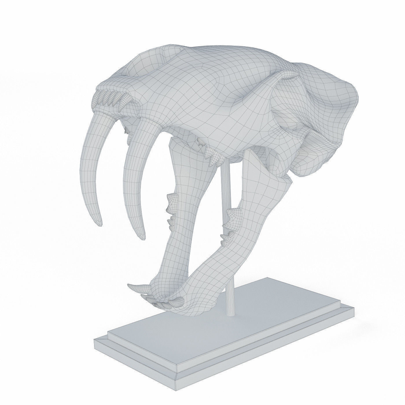 Saber tooth tiger skull Low-poly 3D model_4