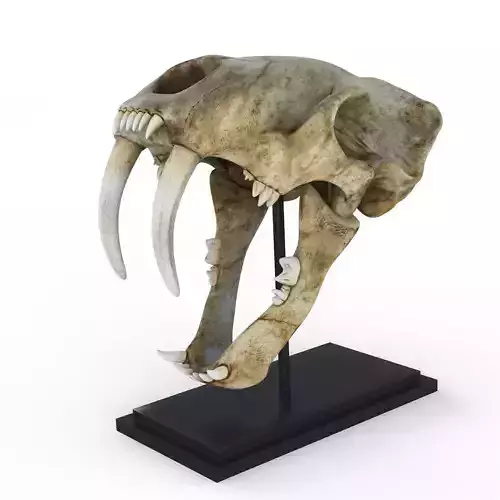 Saber tooth tiger skull Low-poly 3D model
