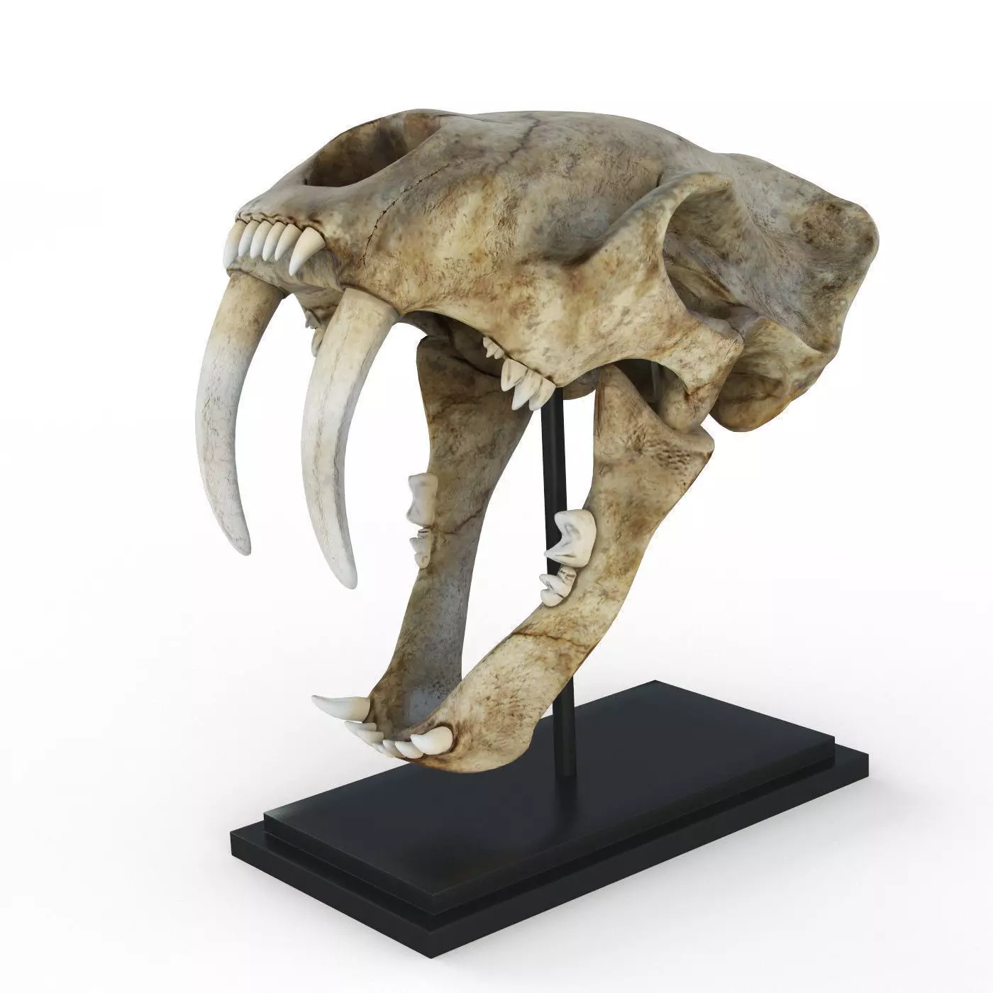 Saber tooth tiger skull Low-poly 3D model_0